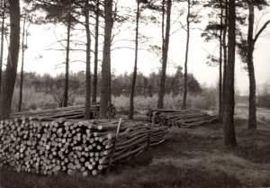 F65 Perceel geriefhout achter Laanzicht of De Toete, 1965